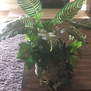 A plant that doesn’t need watering